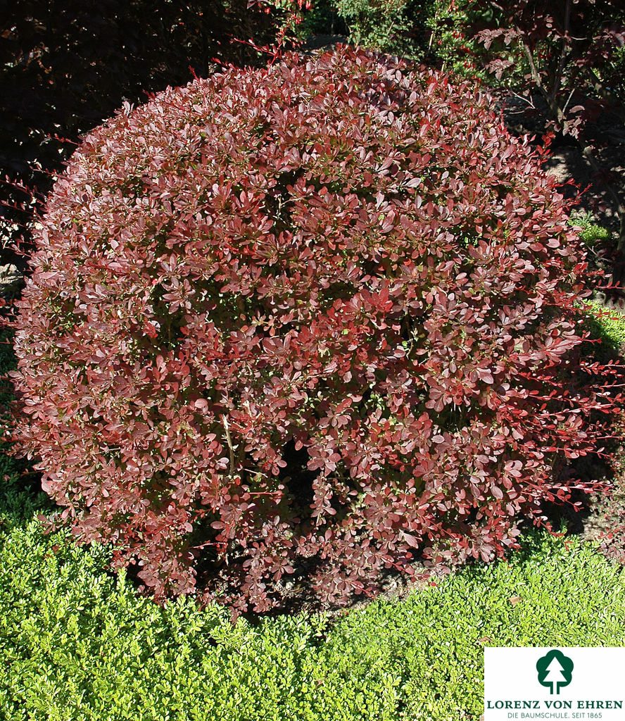 Berberis thunbergii 'Red Chief'